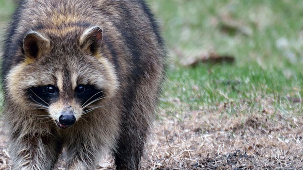 Raccoon Removal Miami, FL